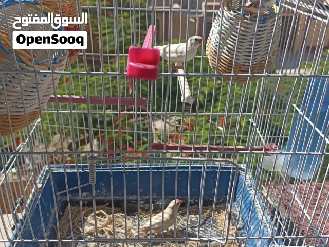 زوجين زيبرا ذكرين مشوش للبيع