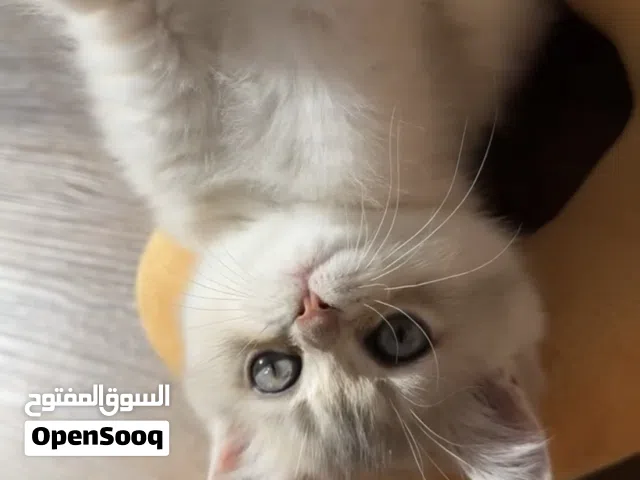 برتش شورت هير بلوقولدن ay12