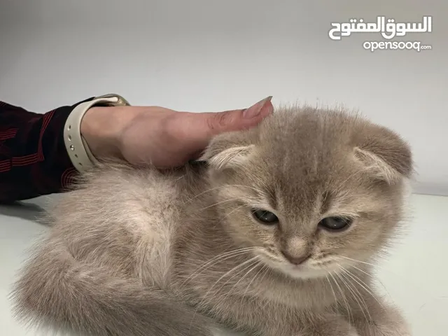 قطط سكوتش فولد وستريت بيور بسعر حرق لسرعه البيع
