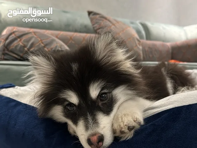 Pomsky