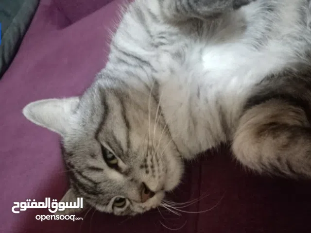 قطه مكس نشيل للتبني دون مقابل