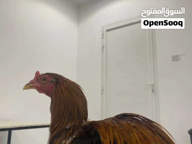 ديك عربي  صغير المضاربة