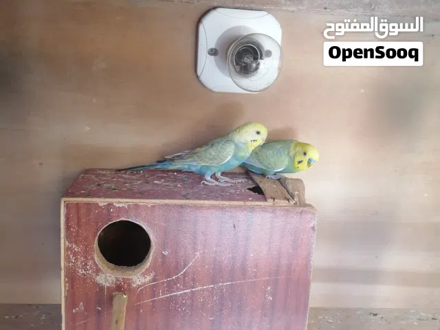 زوج طيور حب رينبو