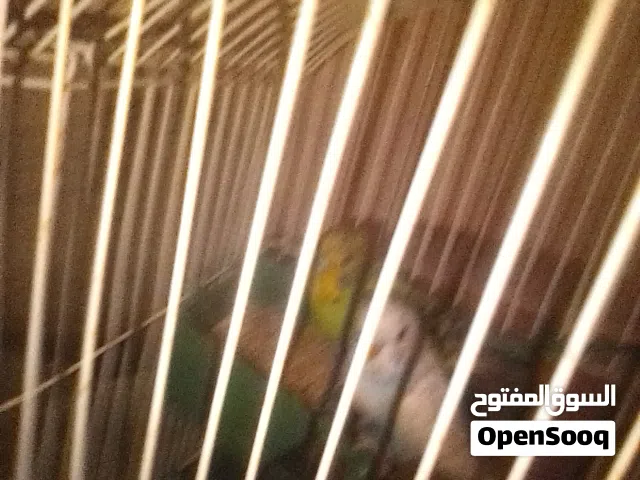 عصافير ربي يبارك حرڨ سعر 60 بلقفص