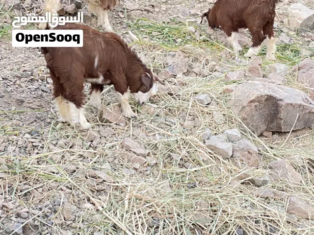 شاه عشار للبيع هي وبناتها ( عمرهن اربعة شهور)