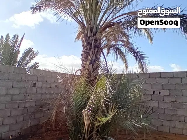 شجرة نخيل برونسي