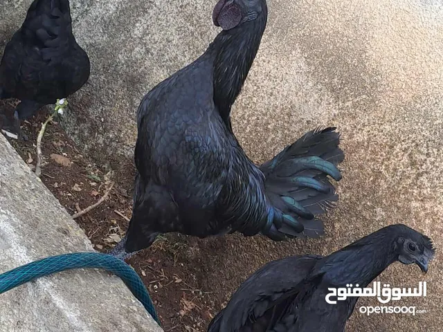 بيض جاج زينه