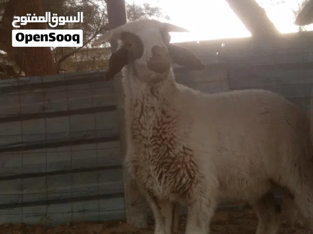 سلام عليكم فطيم وخروف الله يبارك