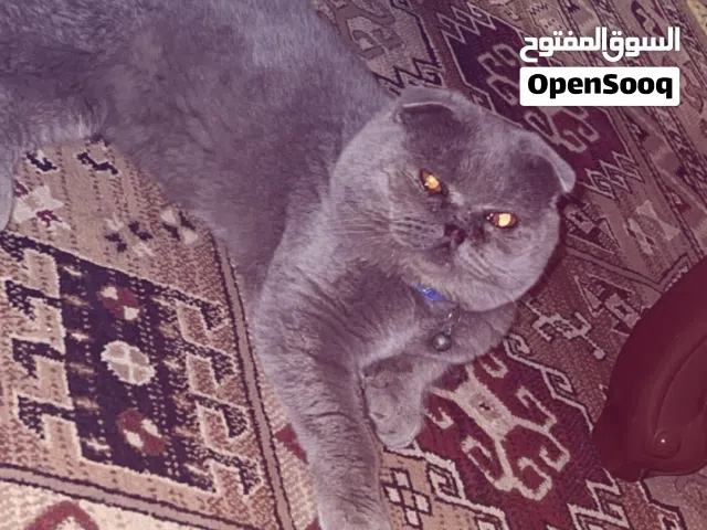 سلام عليكم عندي