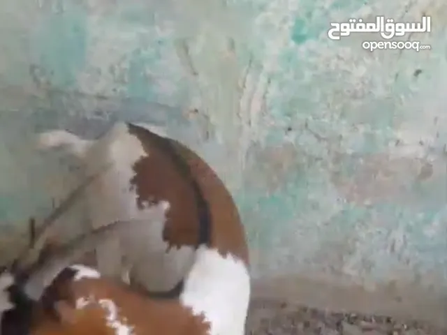 صخله قطرية عليها شهرين