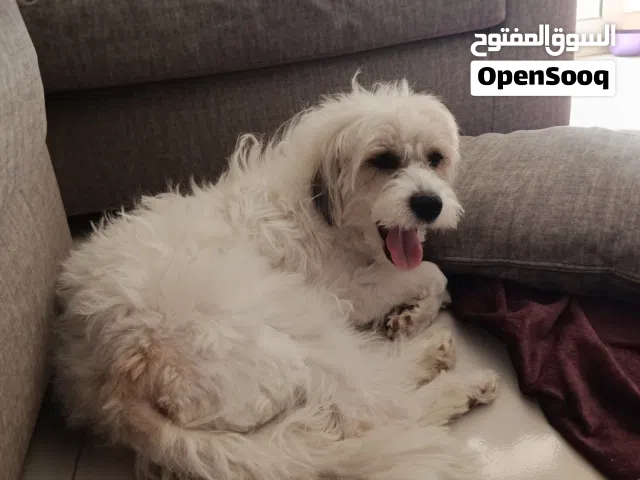 كلب جريفون