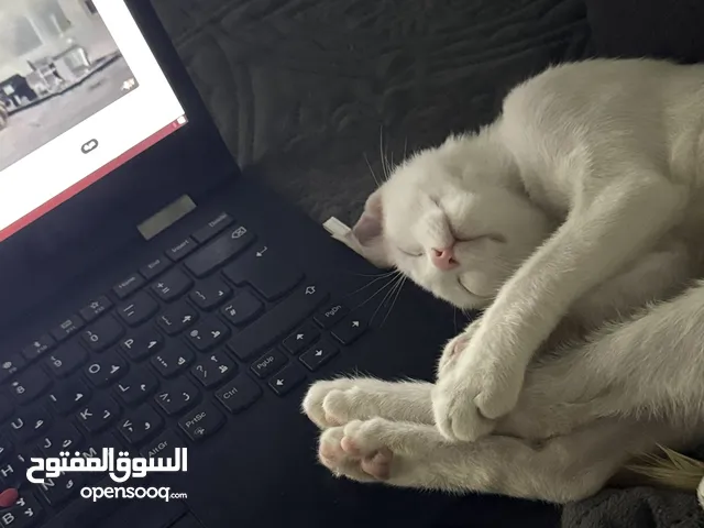 قط ذكر للتبني