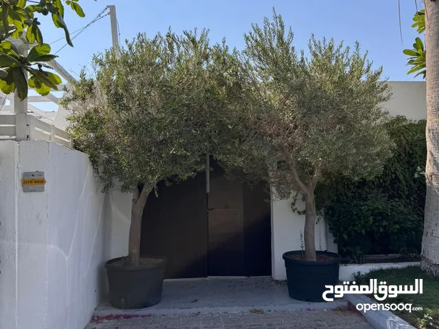 بيع شجرة زيتون عدد 2