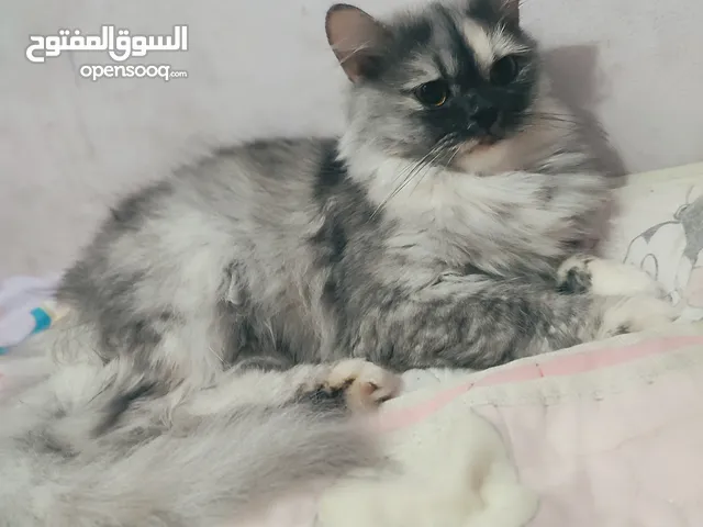 Persian cat pure