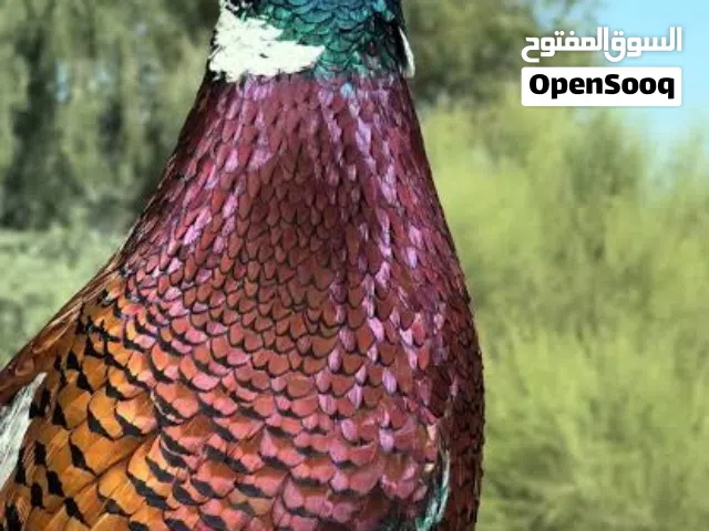 جميع الصور الطيور المعروظة متوفرة وللغاية نفاذها المراسلة فقط واتس