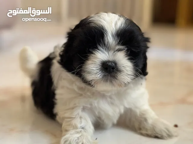 Pure shih tzu female of 3 months waiting for a new home