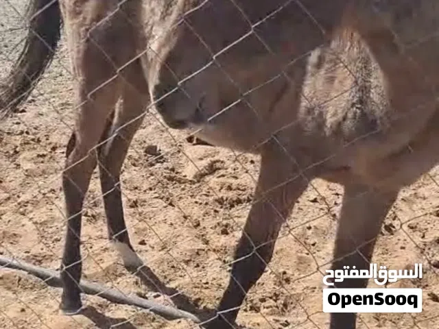 خيل للبيع مطلوب 550