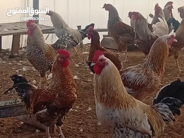 ديوك دندراوى وفرنسى اوزان عاليه واحجام كبيره للذبح