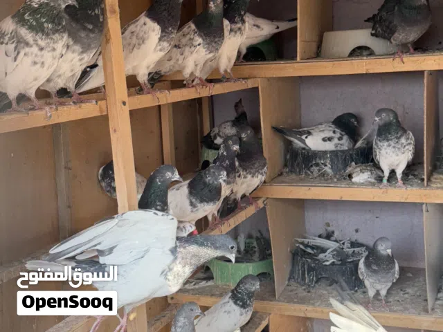 برج تور باكستانيات للبيع