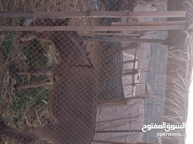 جحش جبلي مأدب