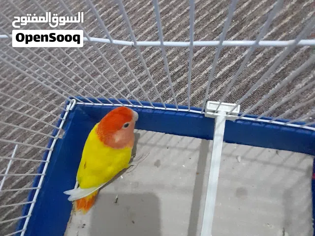 دكر بركاديلو