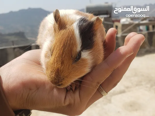 هامستر لون روعه