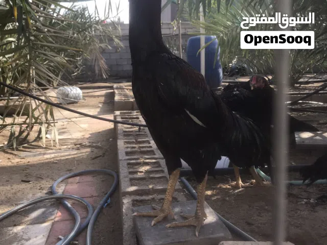 دجاج هراتي تركي