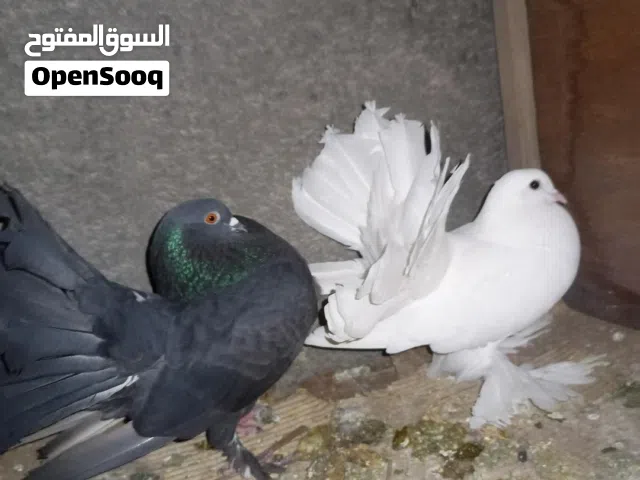 حمام زينه عرايس