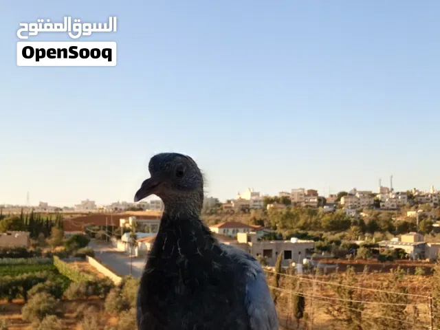 فراخ حمام بلدي