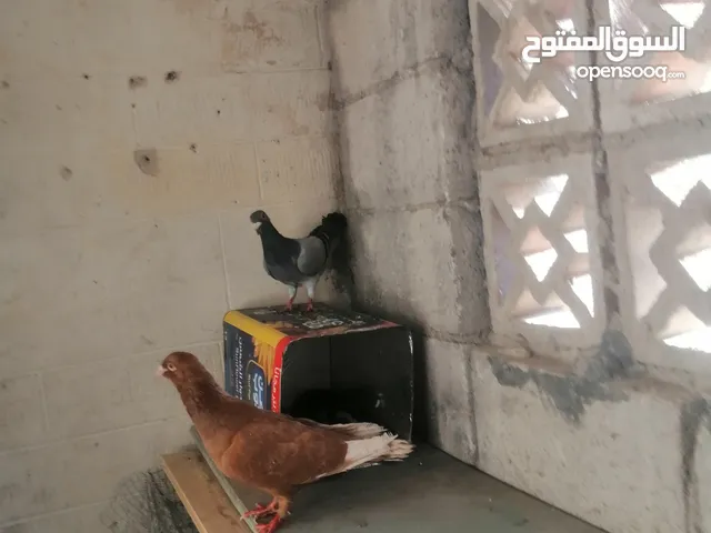طيره زاجل زرقا محترمه