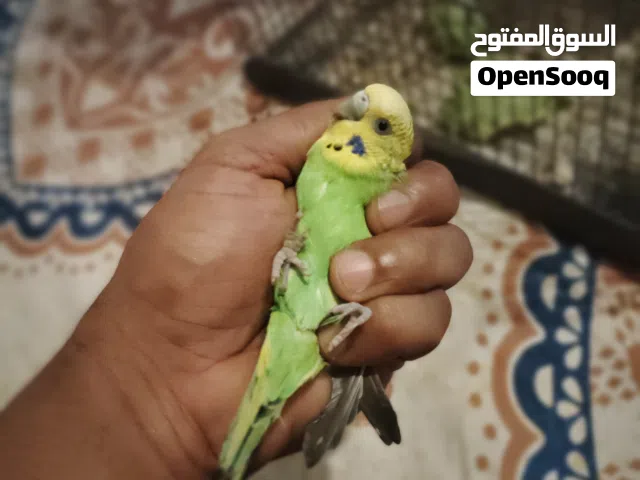 زوج استرالي منتج