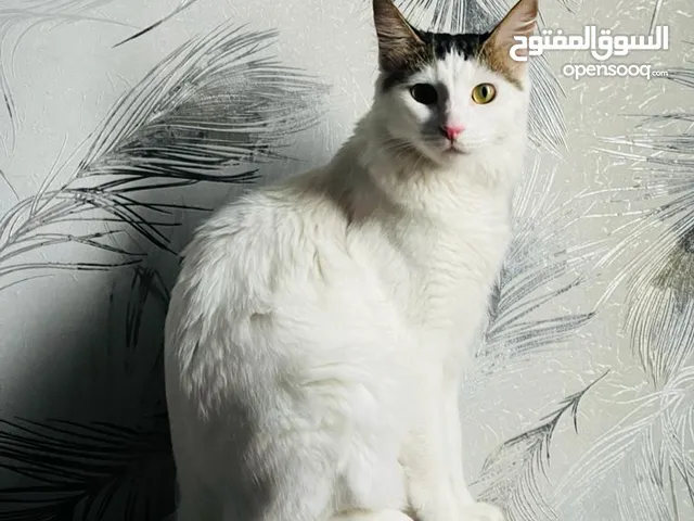 قطط للتبني في أبو ظبي : قطط هملايا : قطط شيرازي