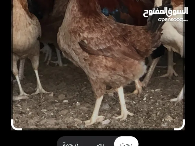 مطلوب دجاج عرب لعدد مفتوح