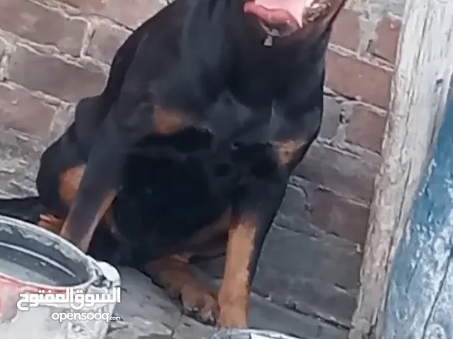 نتاية روت ويلر