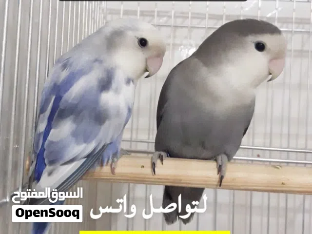 مطلوب اجواز روز منتجة صامل وتخليص فوري رقمي اسفل