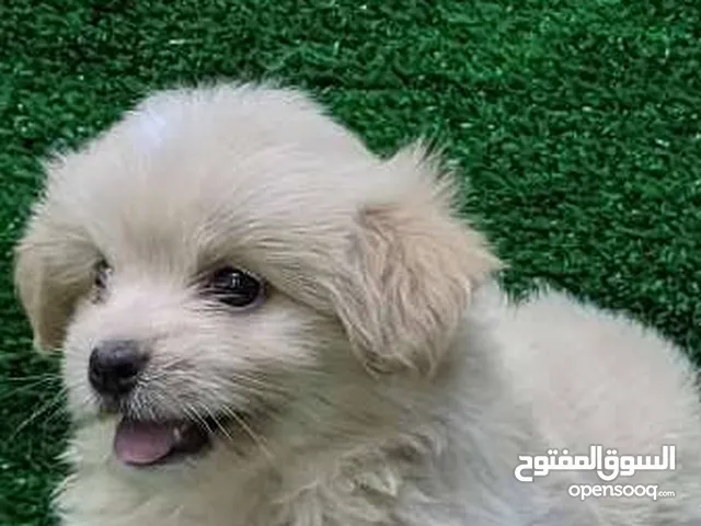 جرو جريفون فرنساوى عمر 40 يوم انثى