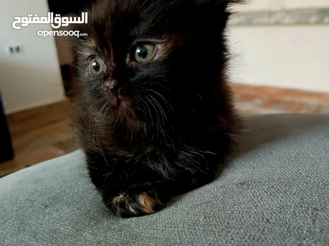قط سيامي للبيع لونه اسود ربي يبارك السعر نار 270 كزيوني العمر بين 60 و 65