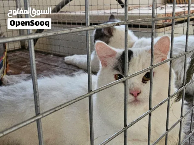 لبيع قطط جميلات