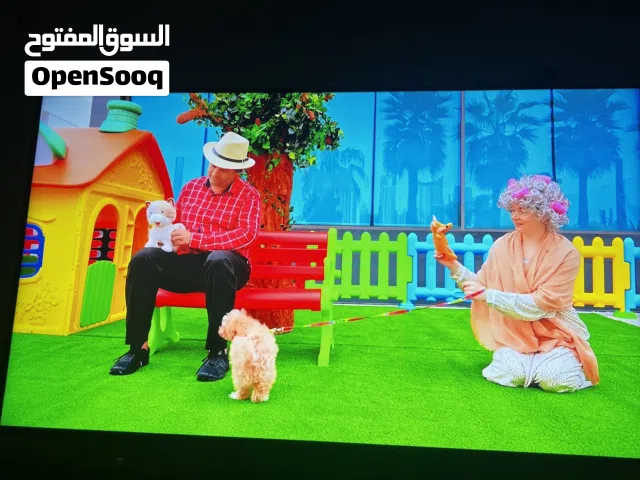 شاشه ( LG( 55 اصلية استعمال بسيط ونظيف بنايلو والباكو متعها صورة وصوت ربي يبارك وسعر كويس باذن الله