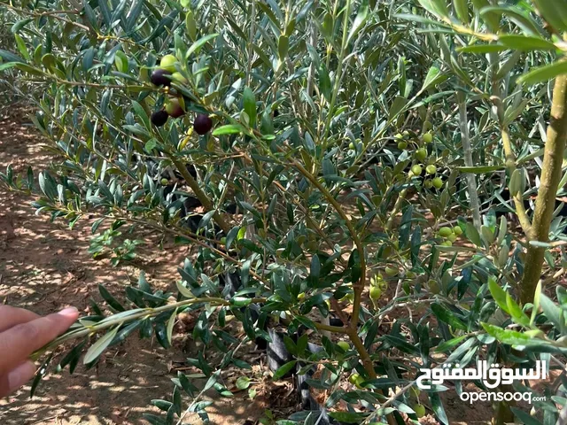 زيتون قرنطينا ايطالي درجه اولى زيتون تبارك الرحمان متوفر بي عمر السنه وسنتين
