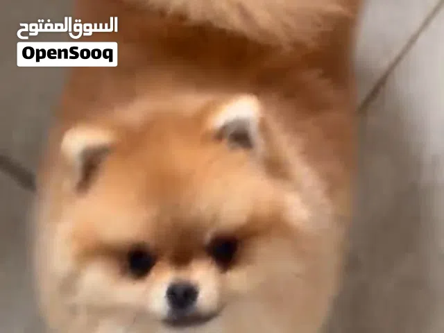 بوميرانيان (Pomeranian)