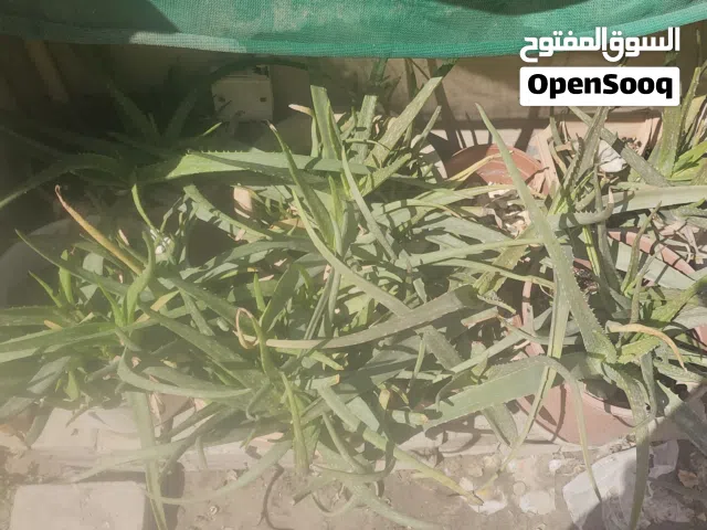 Alovera plant good condition