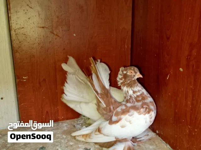 كوبيه روسي منتجه