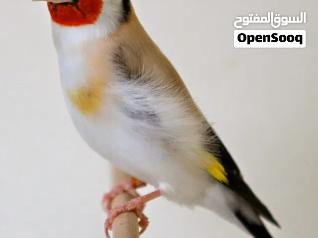 مطلوب حسون