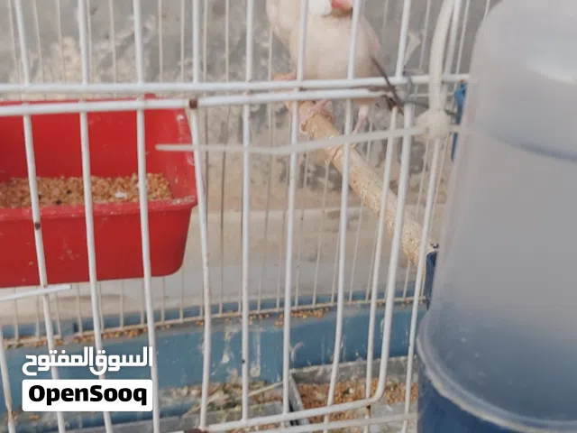 كوبيه زيبرا بودا
