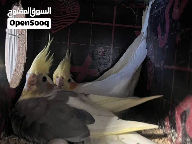 زوج كوكتيل منتج ذكر هافي بايد وأنثى لاتينو