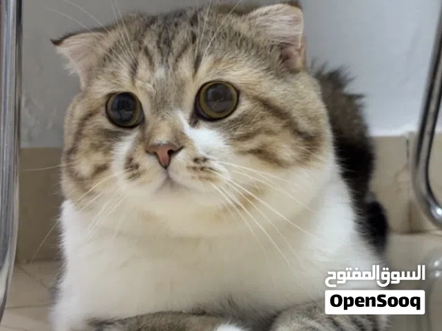 قط سكوتش فولد ( الوصف مهم )