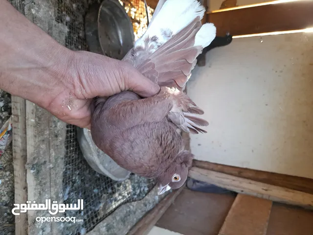يوجد حمام مخلط نوري مع فرنسي مع بلدي للبيع الكوم كامل