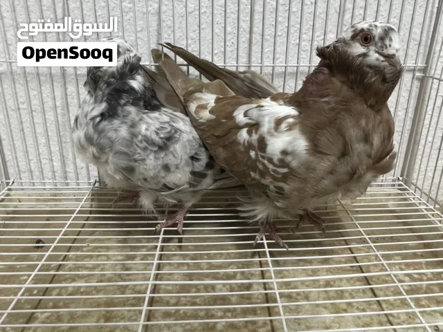 حمام منوع للبيع  الوصف مهم