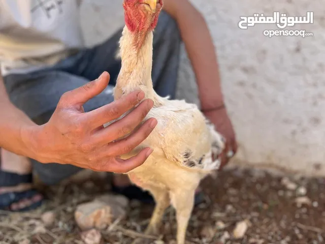 دجاج فارسي اللون كولمبي بالصلاة على النبي